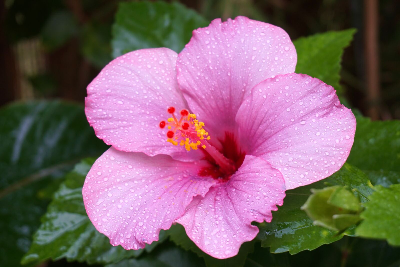 Sony a6500 sample photo. Hibiscus, raindrops, pink photography