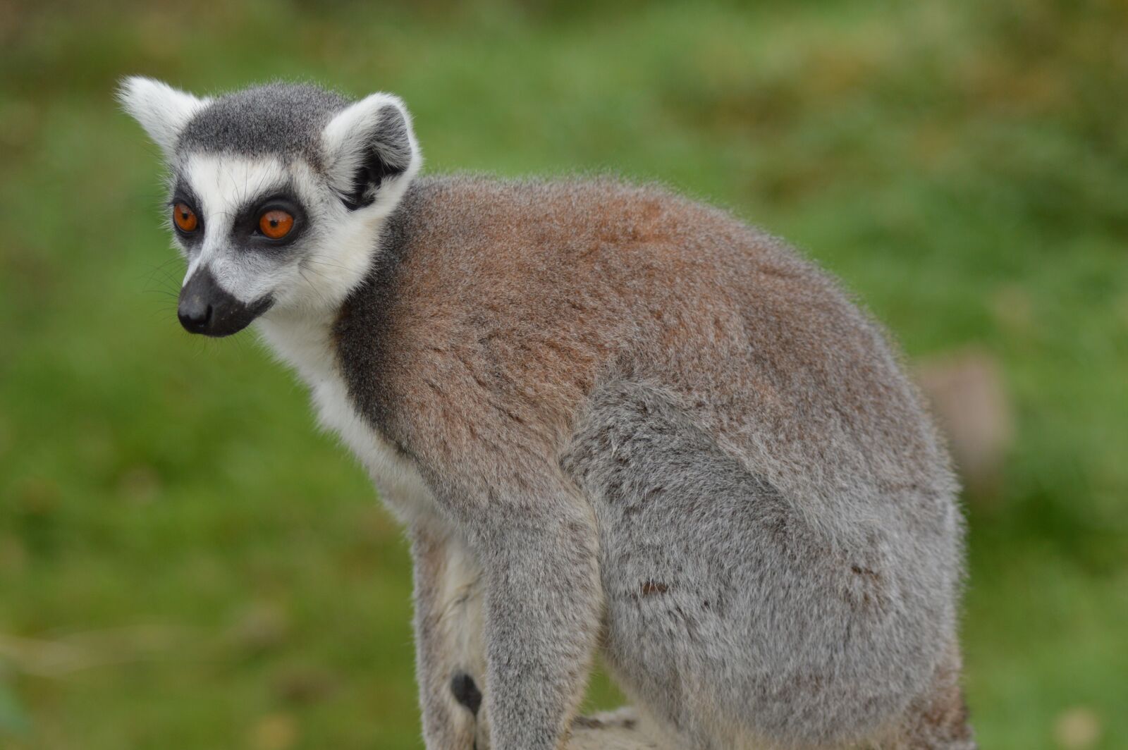 Nikon D3200 sample photo. Lemur, zoo, attention photography