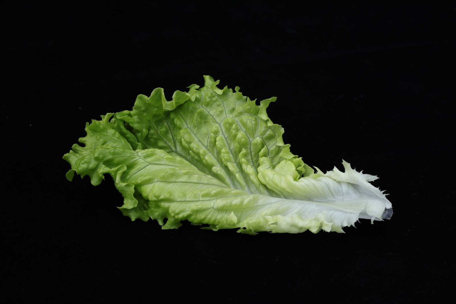 Canon EOS 77D (EOS 9000D / EOS 770D) sample photo. Leaf, food, salad photography