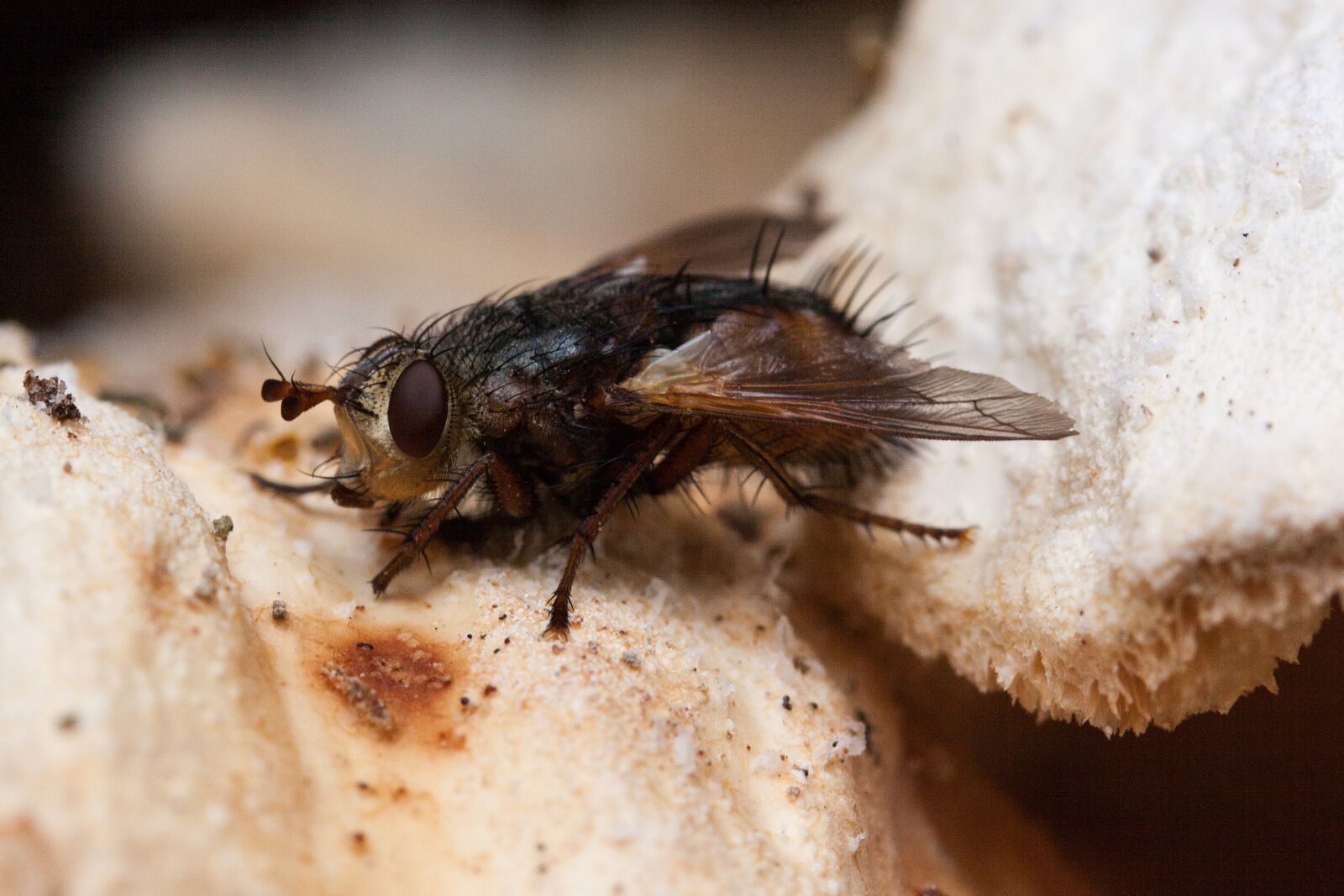 Canon EOS 50D sample photo. Carnivore, sarcophagidae, fly photography