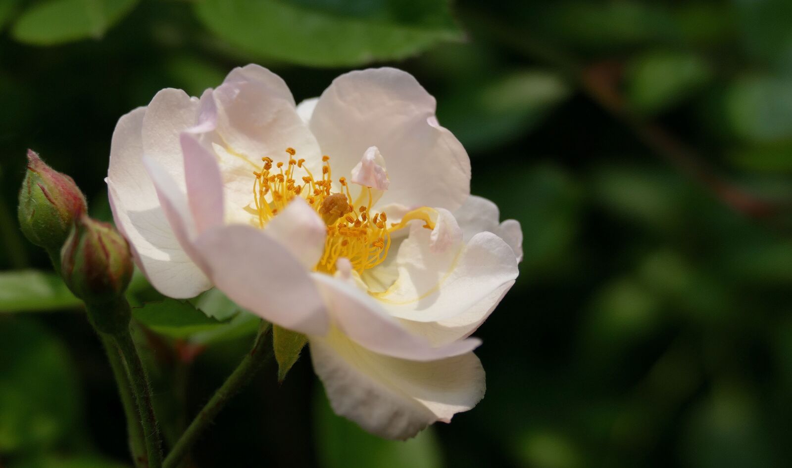 Panasonic Lumix DMC-FZ1000 sample photo. Rose, nature, flower photography