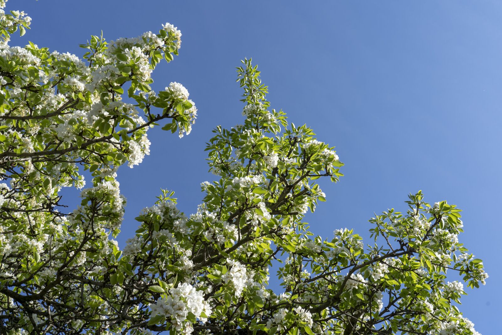 Sony FE 24-105mm F4 G OSS sample photo. Pear, flowering, flowers photography