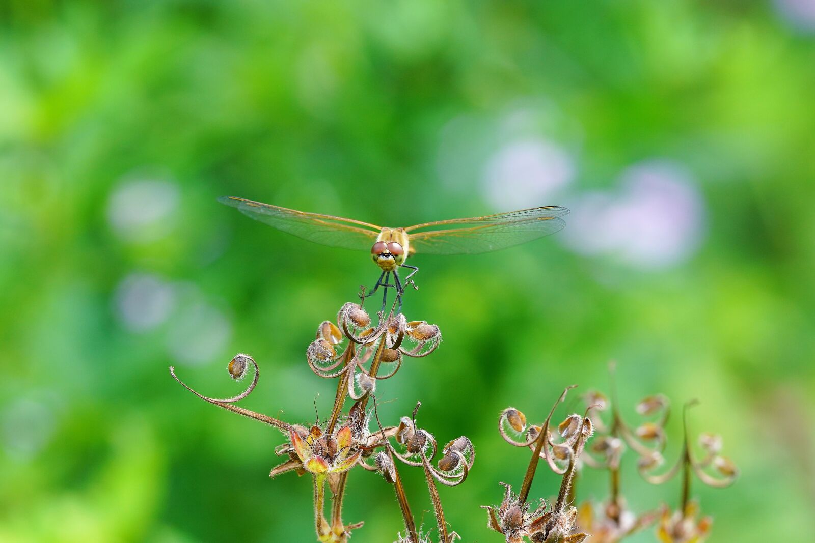 Canon EF 300mm F4L IS USM sample photo. Wildflower, butterfly, mountin photography