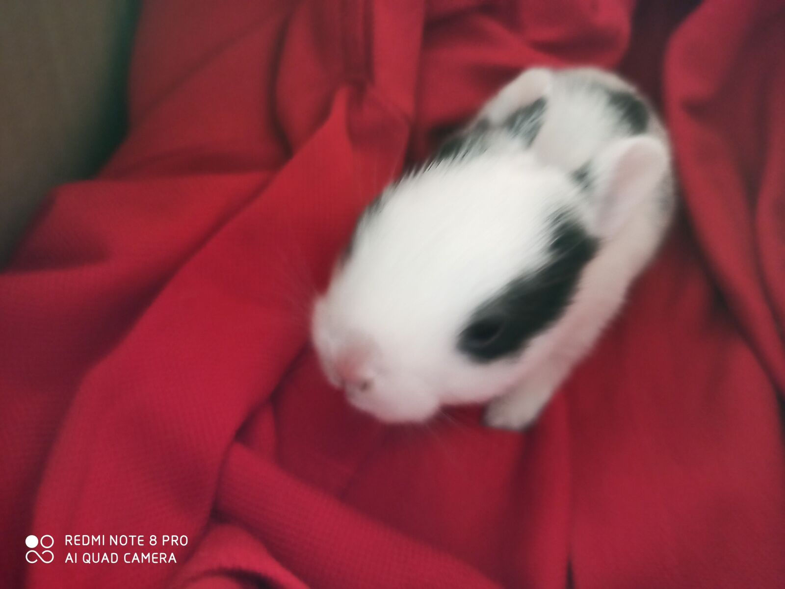 Xiaomi Redmi Note 8 Pro sample photo. Rabbit, cute, india photography