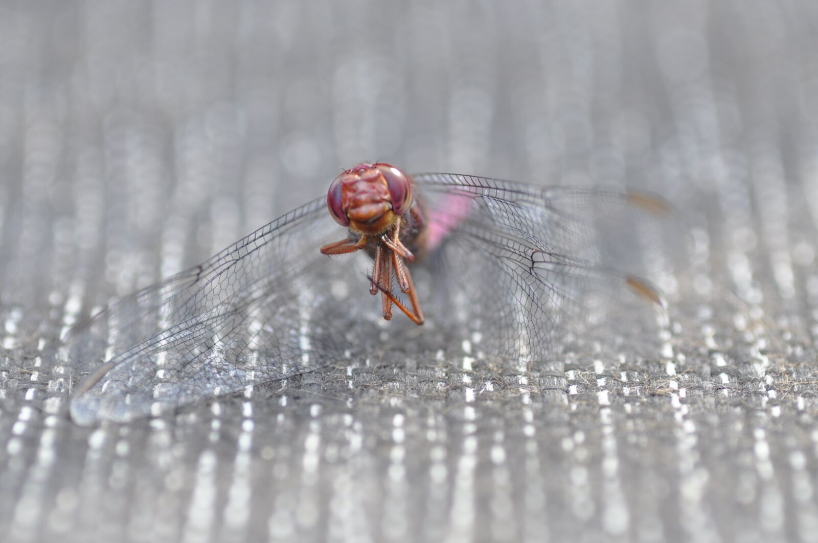 Nikon D90 sample photo. Dragonfly, insect, nature photography