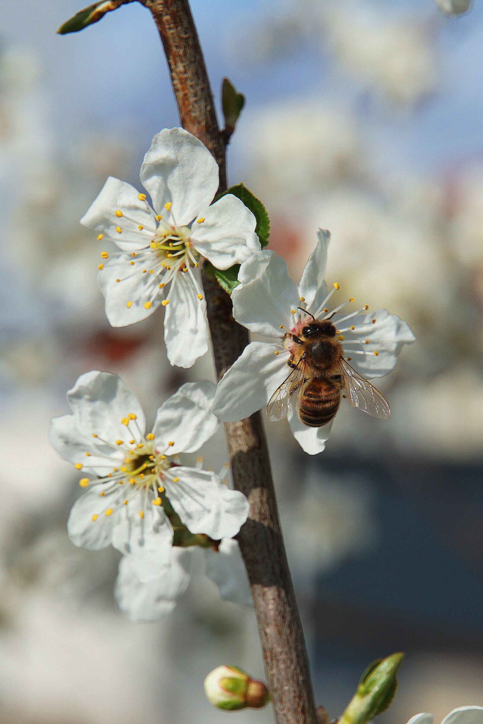 Sony a6000 sample photo. Bee, flowers, apple blossoms photography