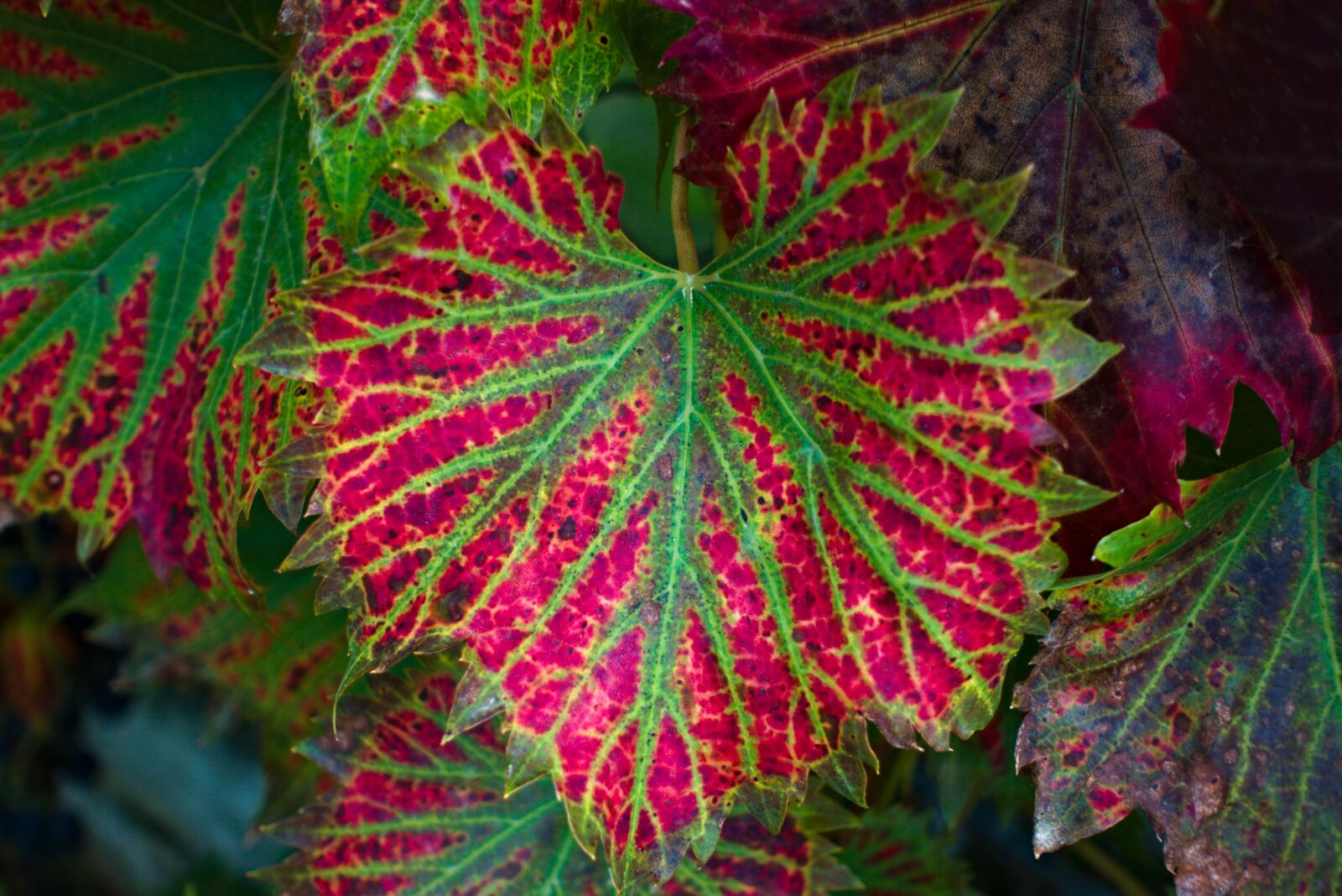 Sony DSC-RX100M5A sample photo. Vine leaf, green, red photography