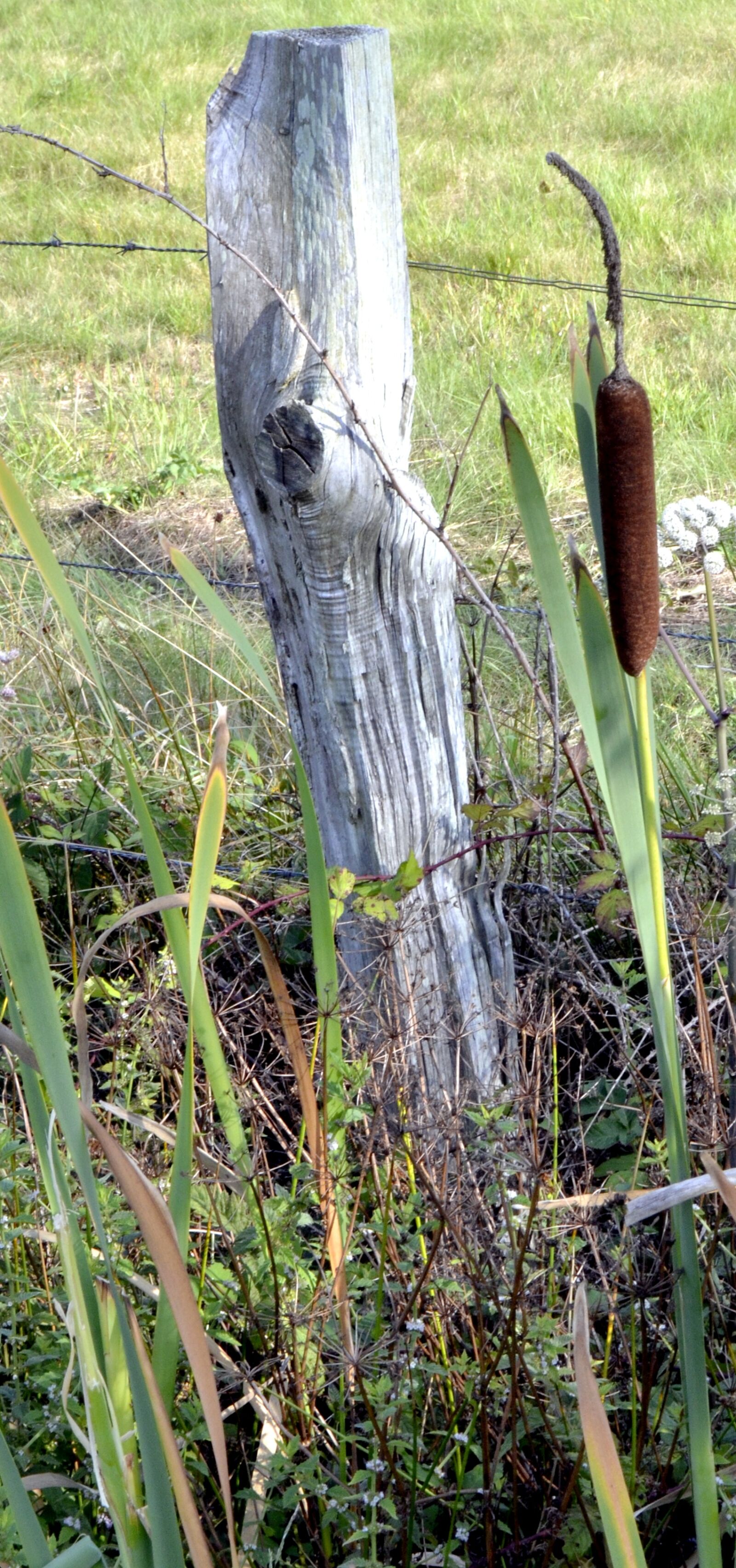 Nikon D7000 sample photo. Bulrush, nature, field photography