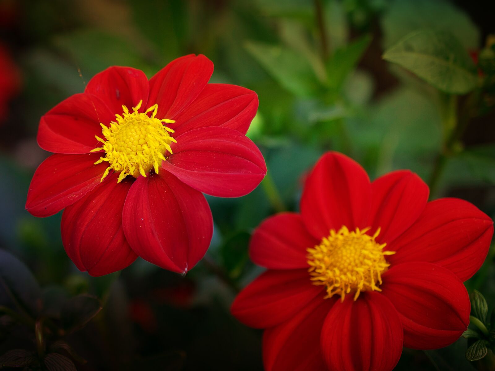 Nikon D3300 sample photo. Flower, nature, leaf photography
