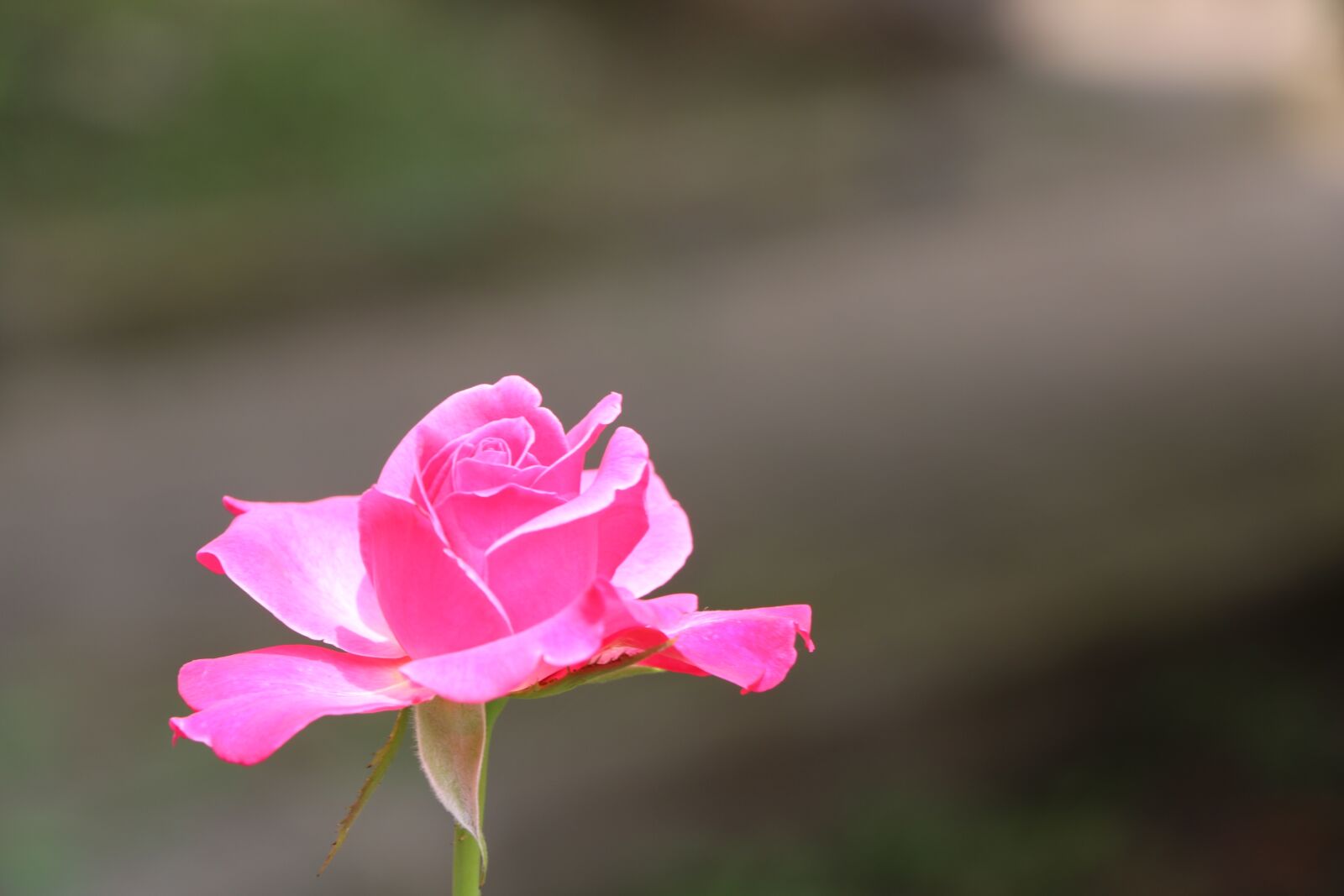Canon EOS 750D (EOS Rebel T6i / EOS Kiss X8i) sample photo. Rose, flower, white photography