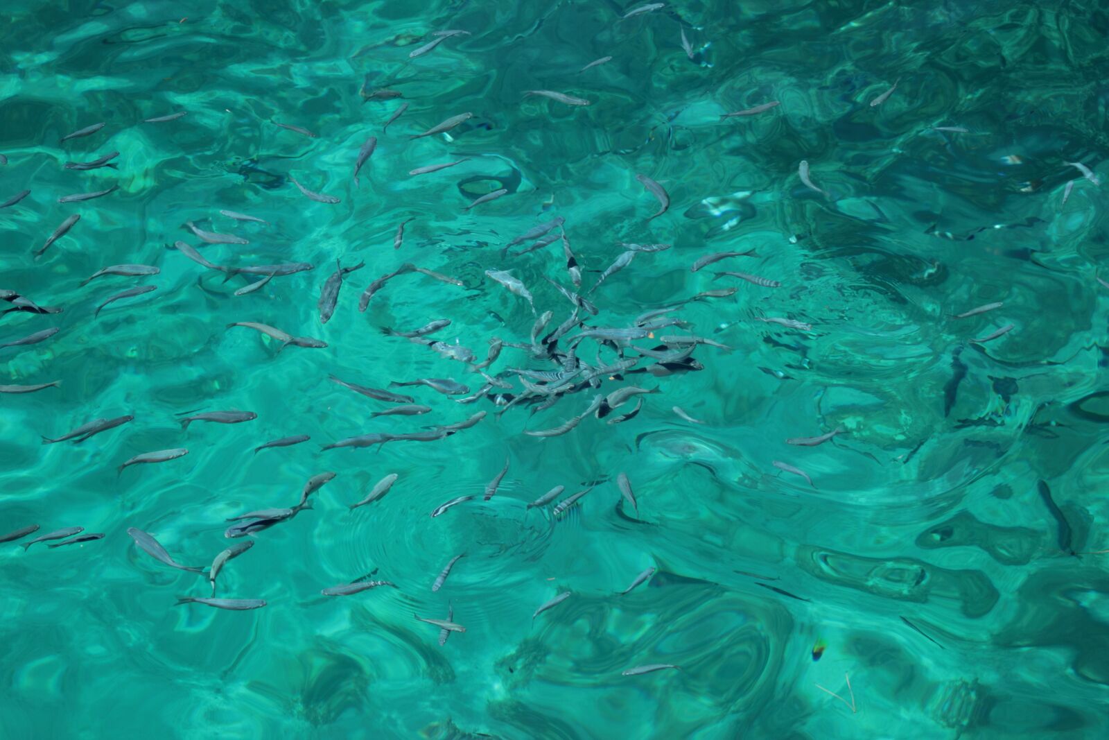 Canon EOS 550D (EOS Rebel T2i / EOS Kiss X4) sample photo. Fishes, sea, ocean photography