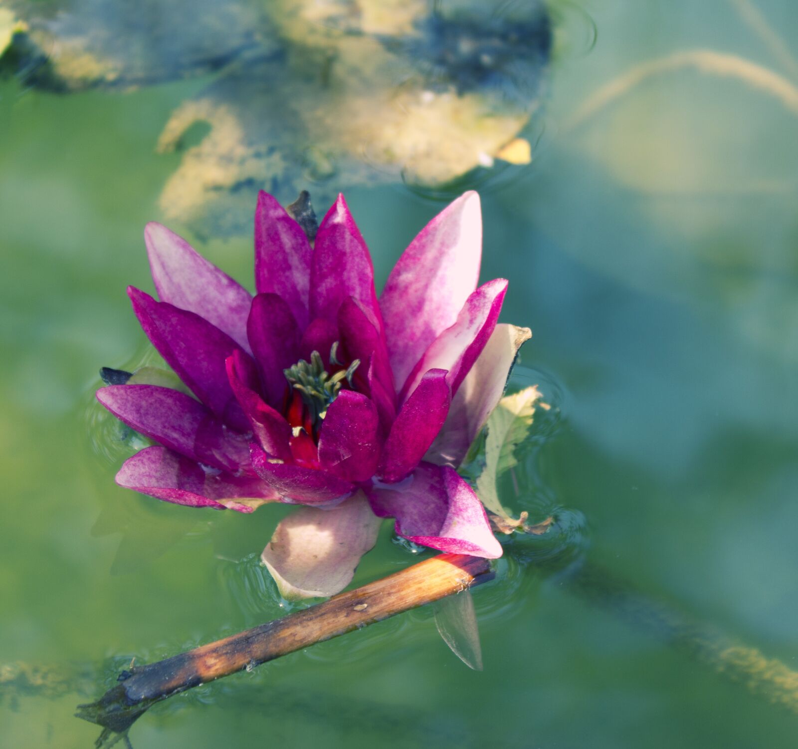 Canon EOS 550D (EOS Rebel T2i / EOS Kiss X4) sample photo. Lotus, flower, water photography