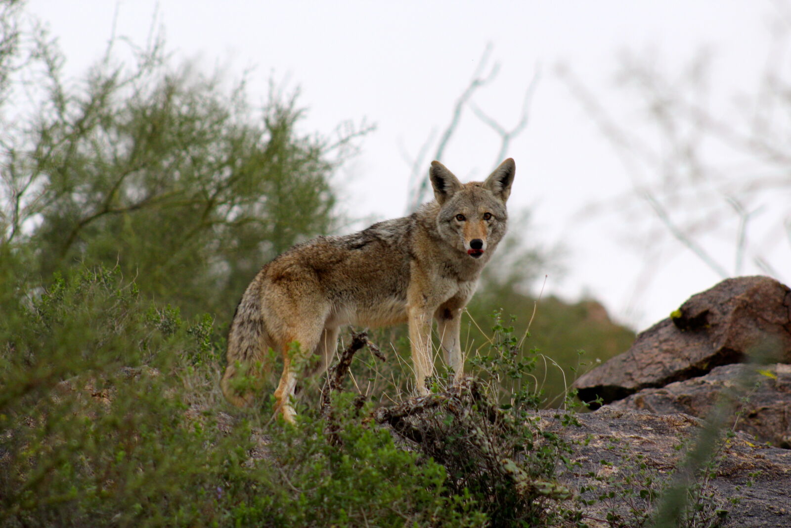 Canon EF 75-300mm f/4-5.6 sample photo. Bush, coyote, fur, nature photography