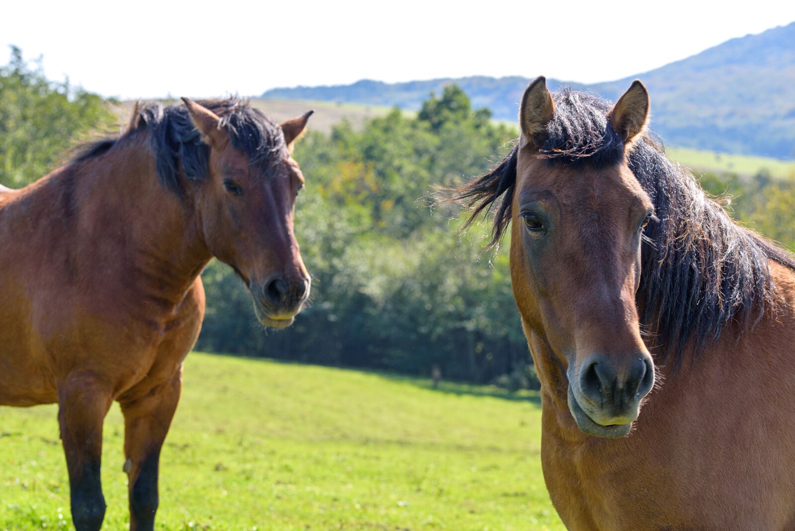 Nikon D750 sample photo. A pair of horses photography