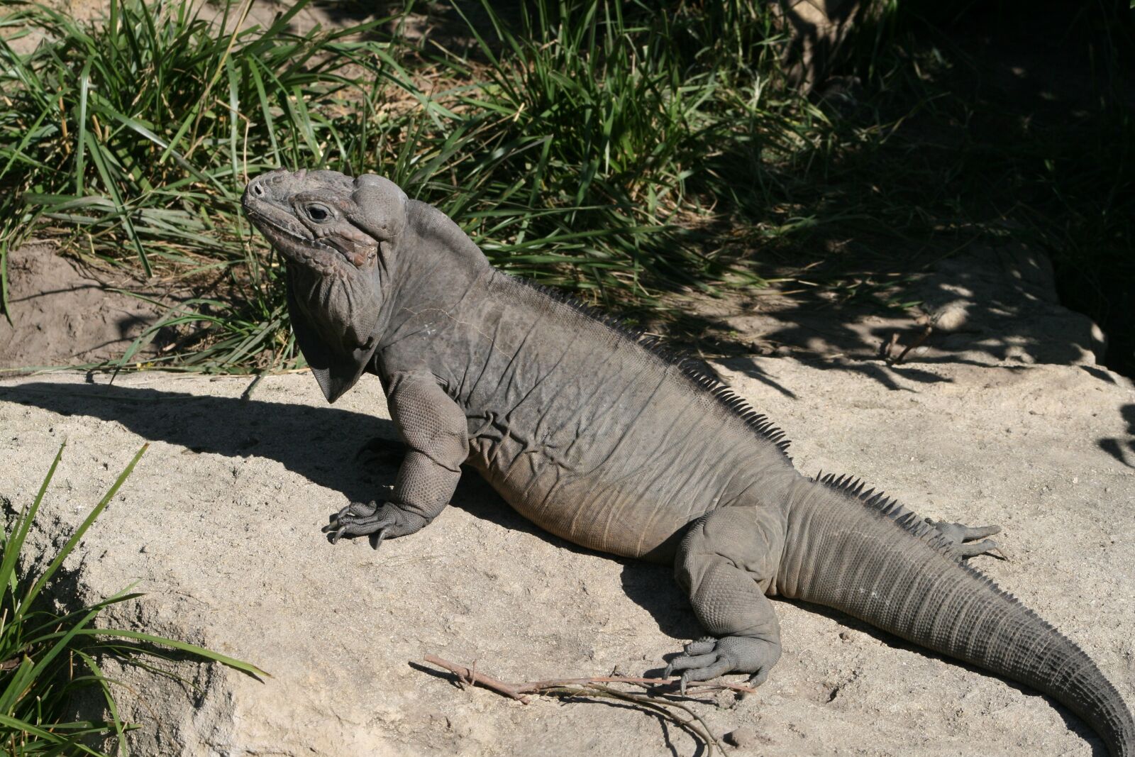 Canon EOS 400D (EOS Digital Rebel XTi / EOS Kiss Digital X) sample photo. Nature, wildlife, reptile photography