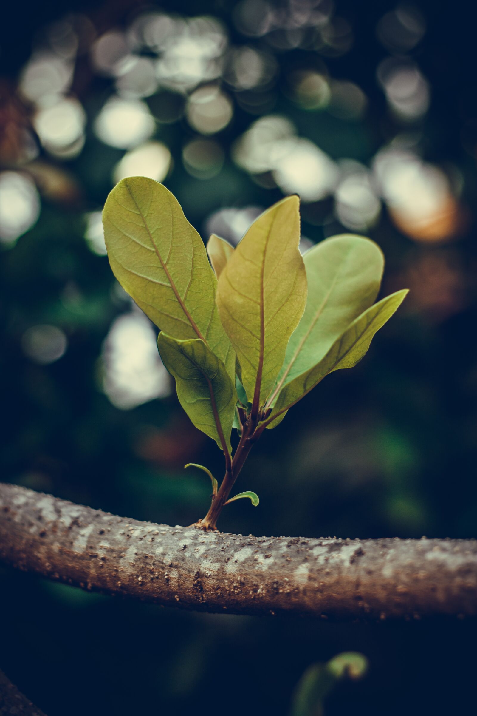 Canon EOS 700D (EOS Rebel T5i / EOS Kiss X7i) + Canon EF 50mm F1.8 STM sample photo. Cho, twigs, plant science photography