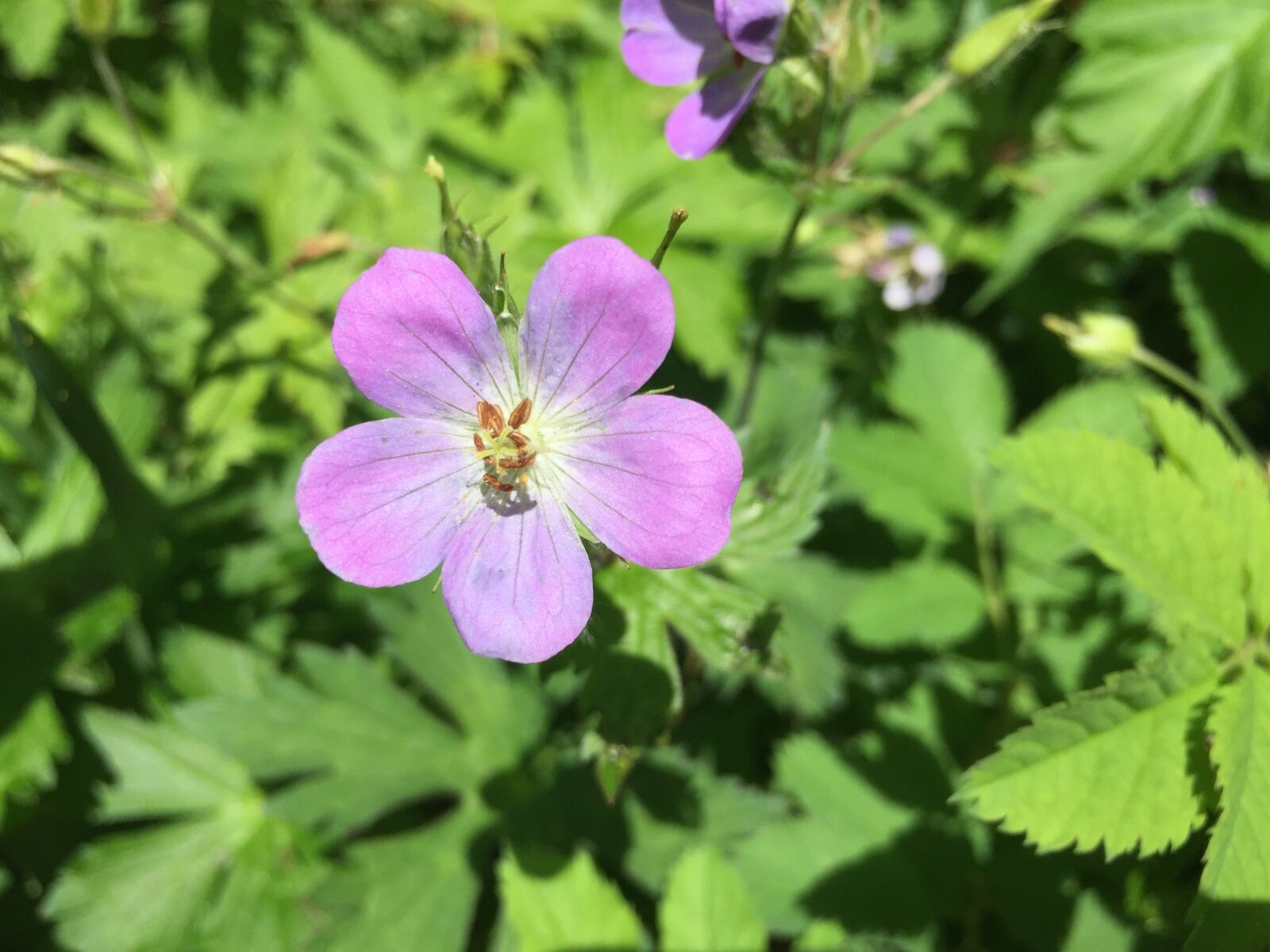 Apple iPhone 6 sample photo. Pink flower, flowers, blooms photography
