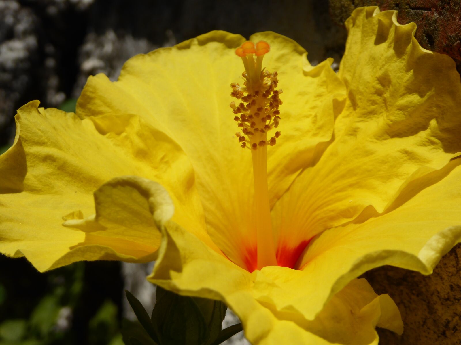 Panasonic DMC-TZ61 sample photo. Hibiscus, yellow, blossom photography