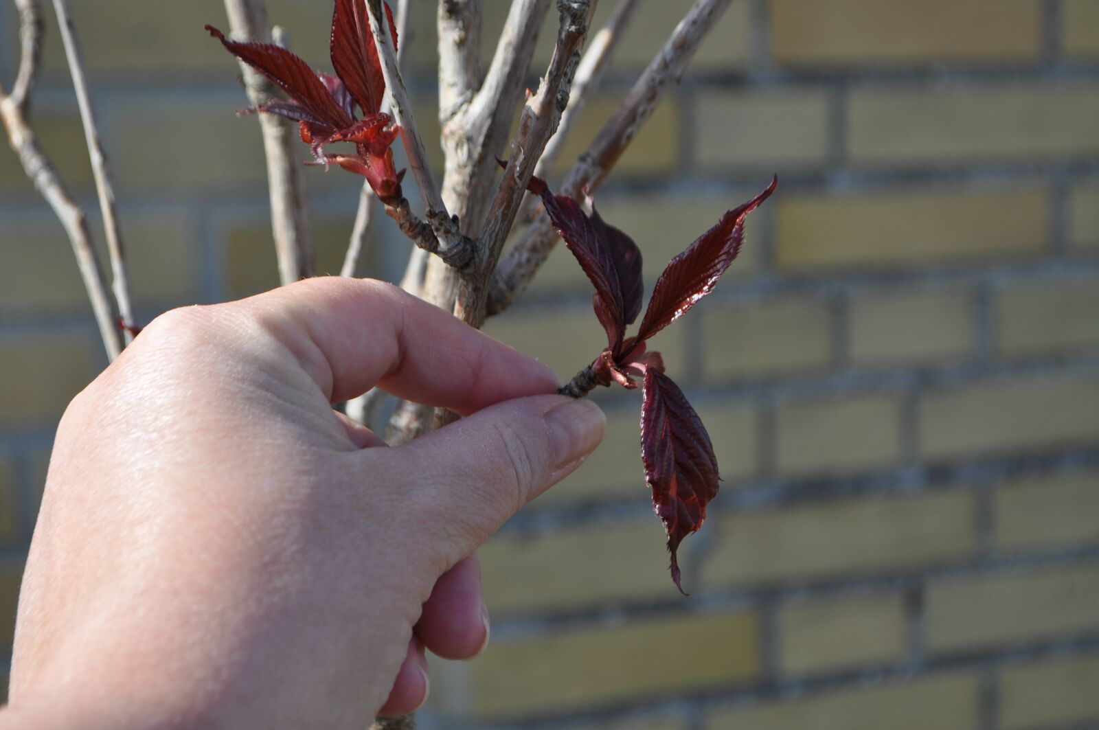 Nikon D5000 sample photo. Leaves, sustainability, nature photography