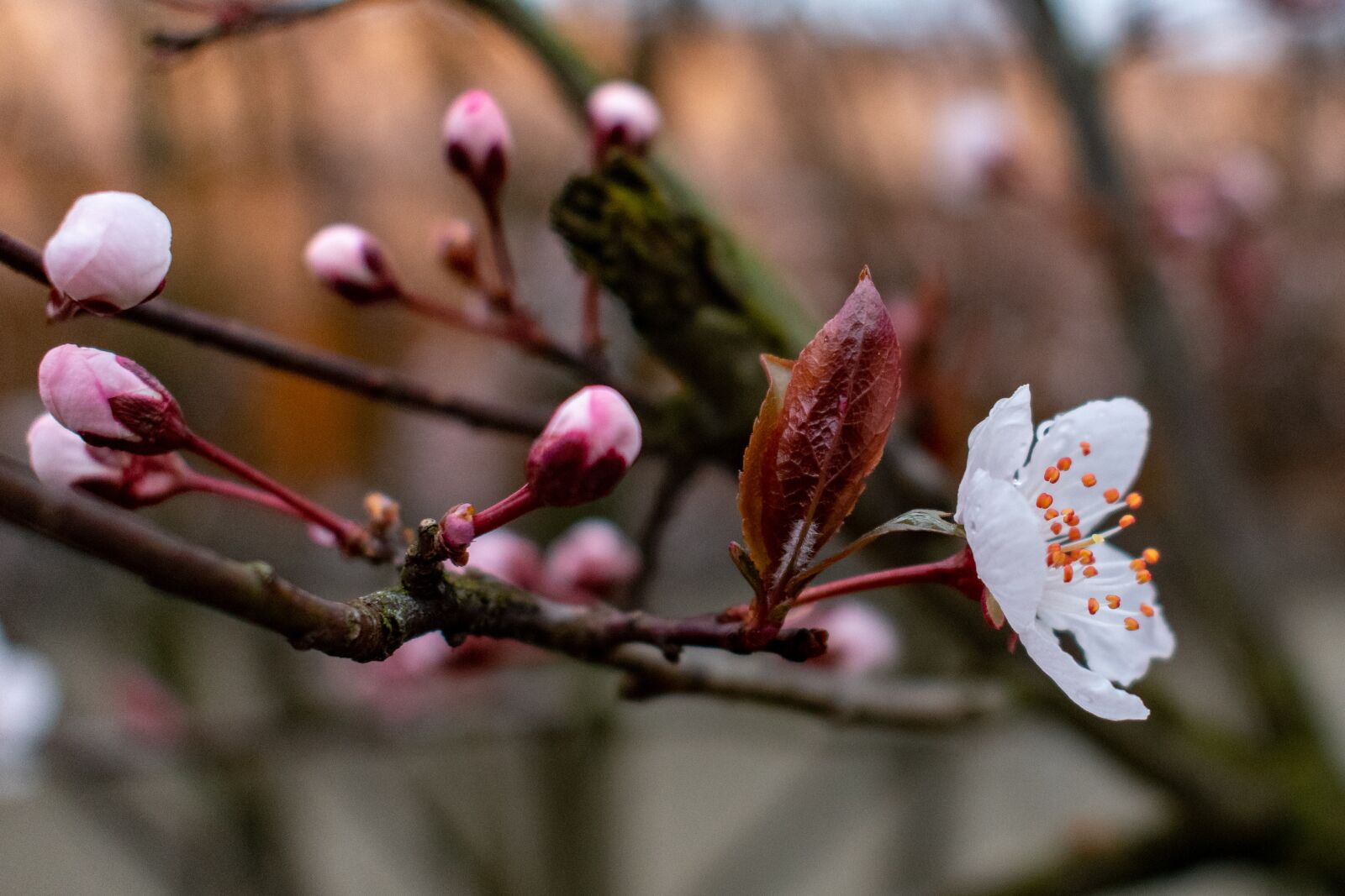 Nikon D3400 sample photo. Peach blossom, close-up, pistil photography