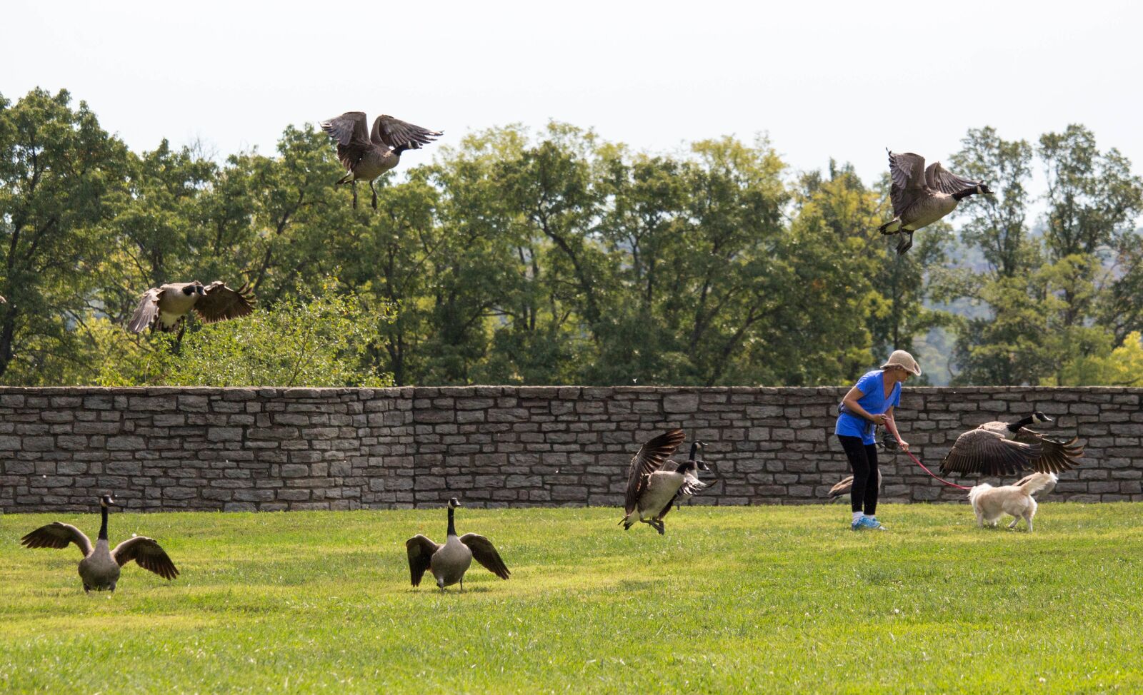 Canon EOS 700D (EOS Rebel T5i / EOS Kiss X7i) sample photo. Walking, dog, geese photography