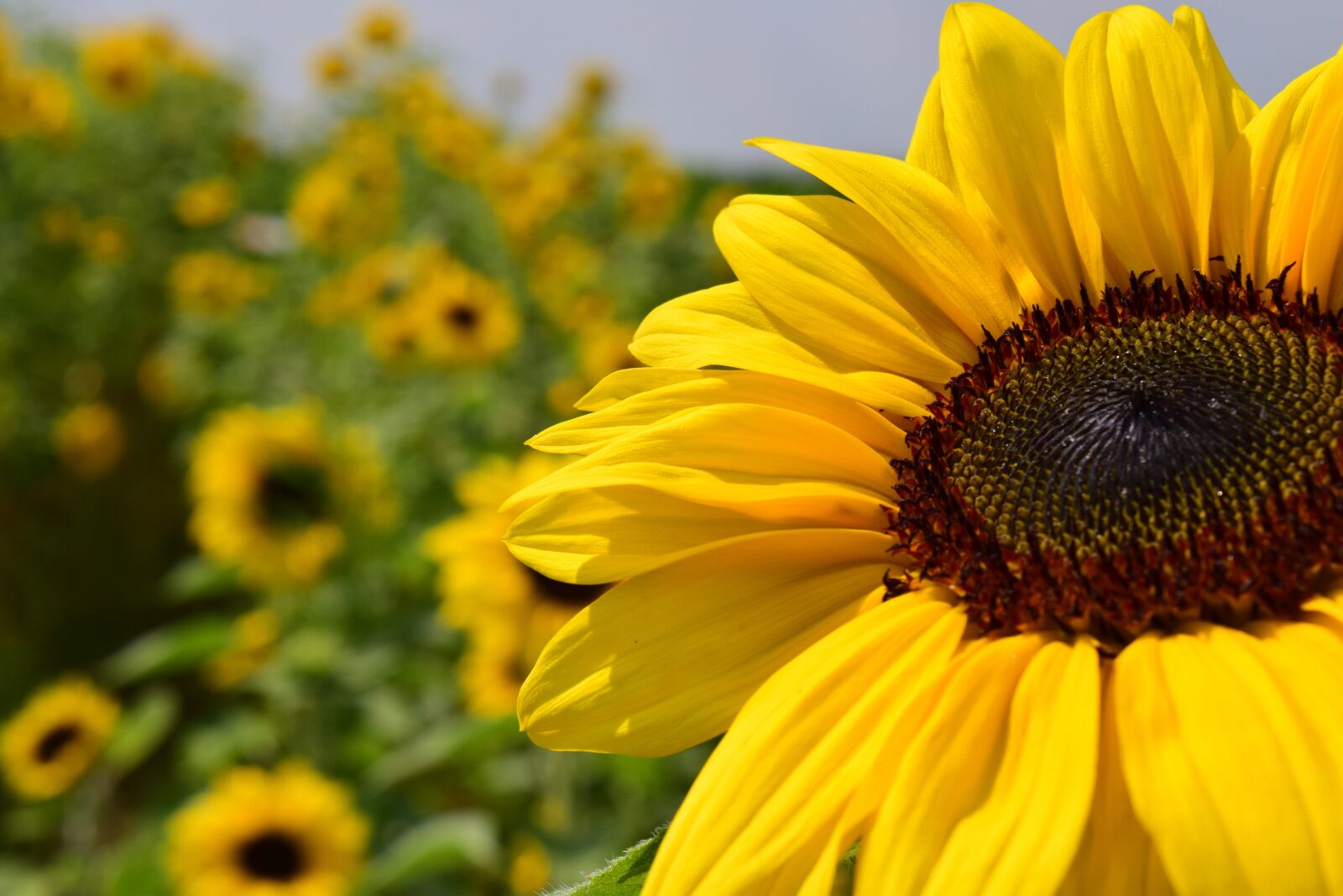 Nikon D3300 sample photo. Sunflower, sunflower field, yellow photography