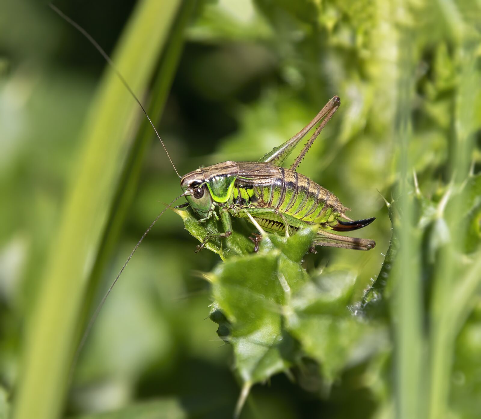 Sigma 100-400mm F5-6.3 DG OS HSM sample photo. Bog bush-cricket, insect, legs photography