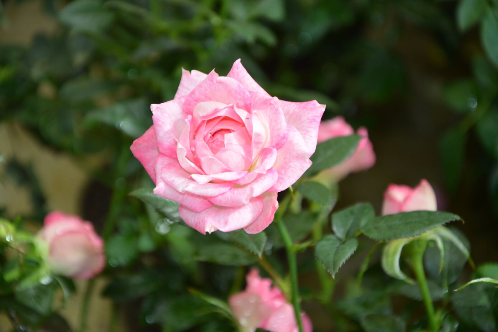 Nikon D5200 sample photo. Rose pink, pink flowers photography