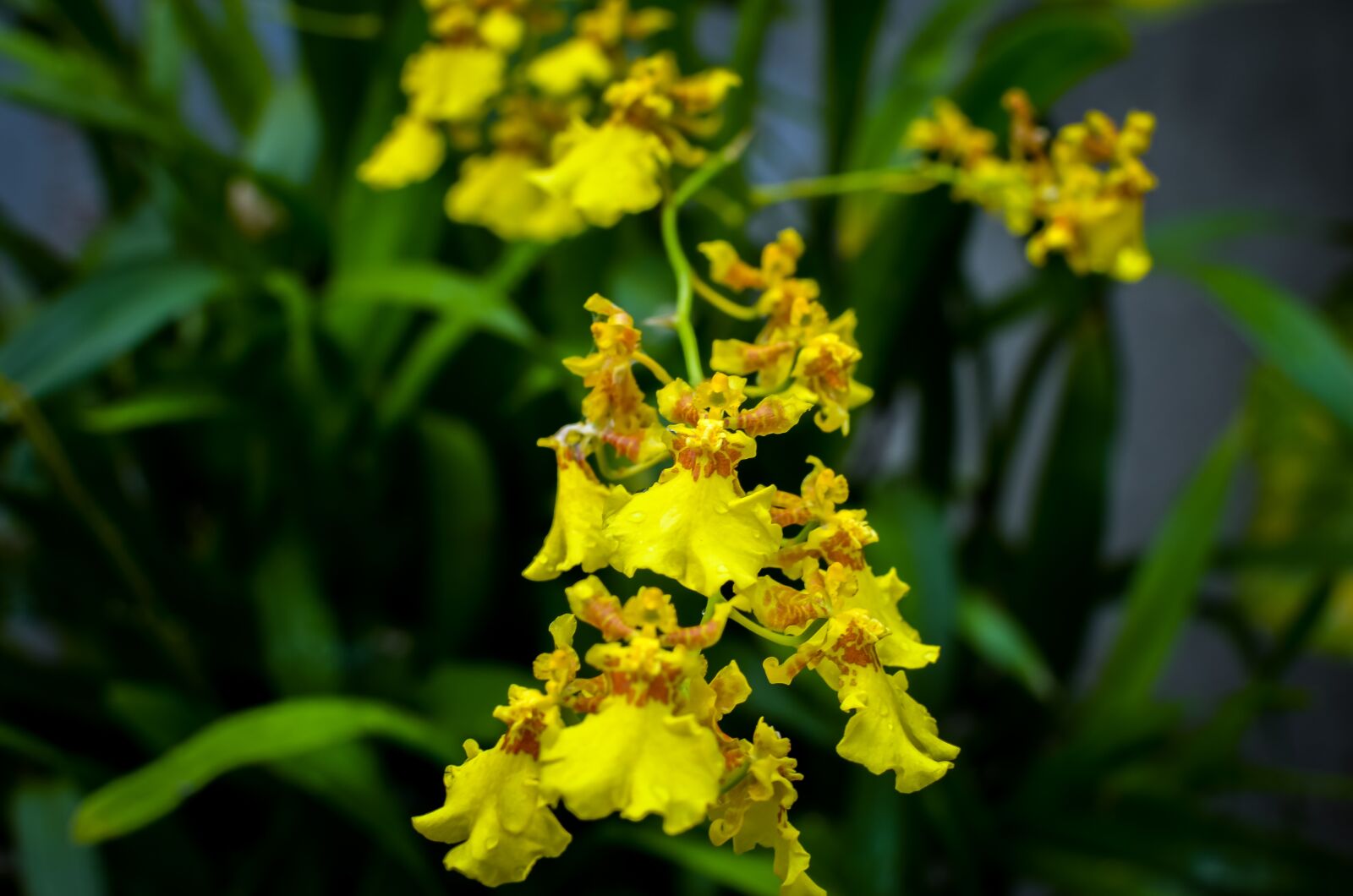 Nikon D5100 sample photo. Orchid, orchids, yellow photography