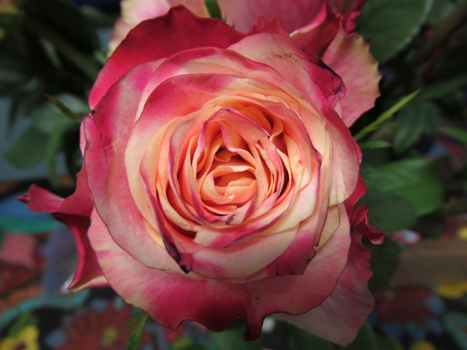 Canon PowerShot SX620 HS sample photo. Flower, garden, grow, leaves photography