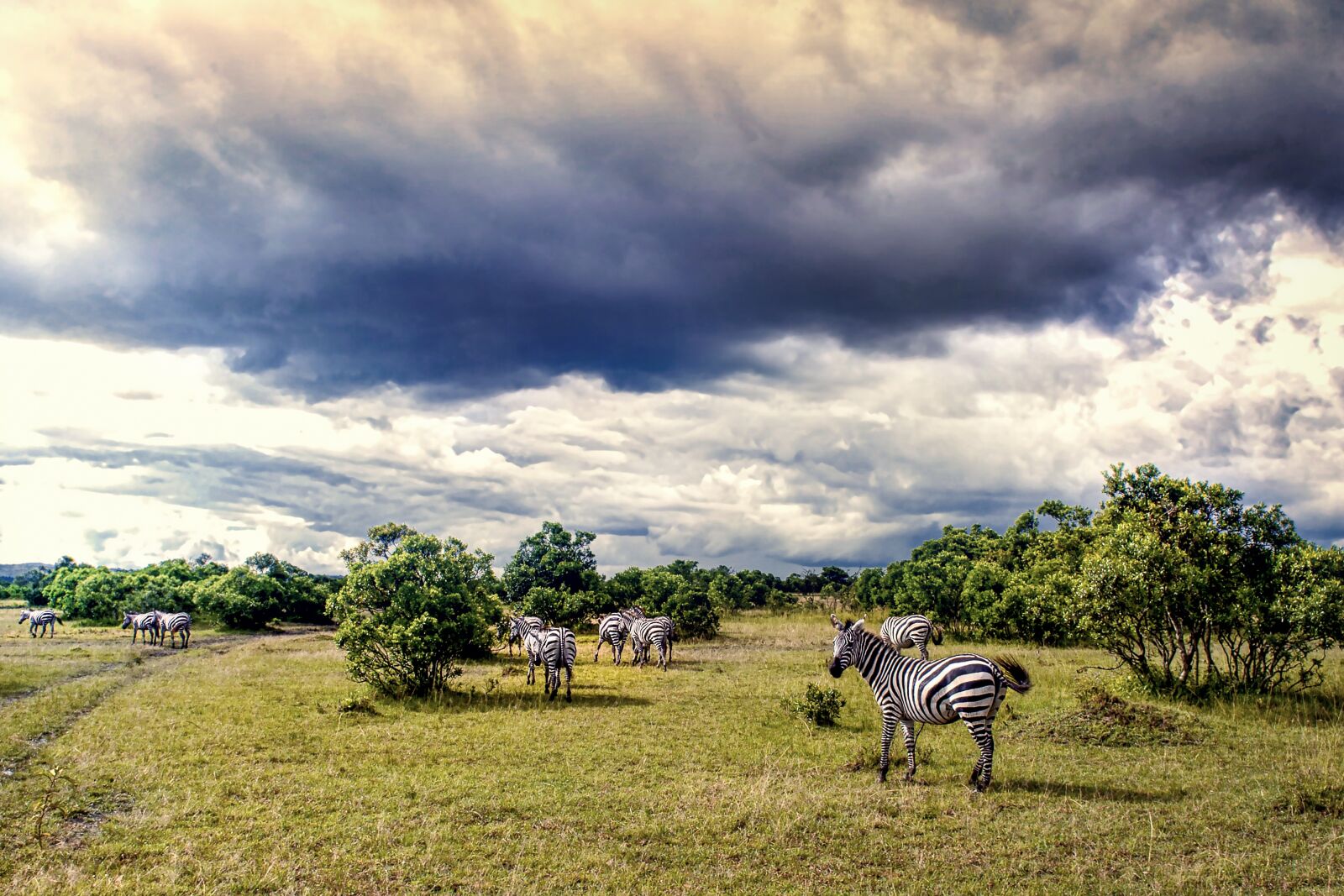Nikon D3S sample photo. Landscape, zebra, animals photography