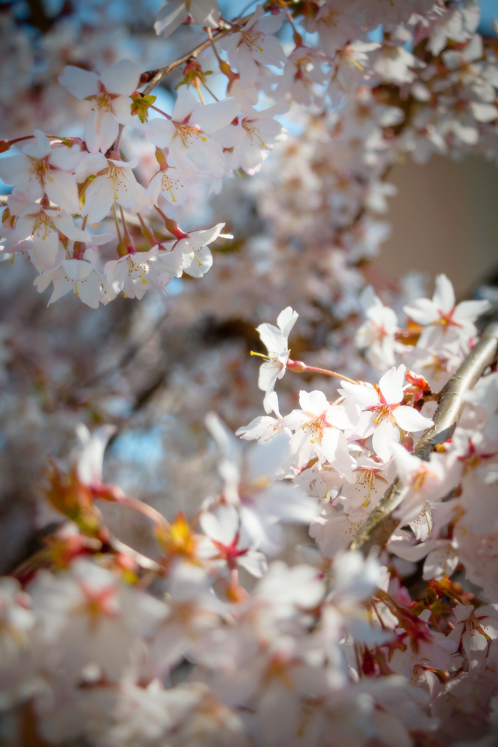Canon EOS 70D sample photo. Spring, flowers, flowering photography