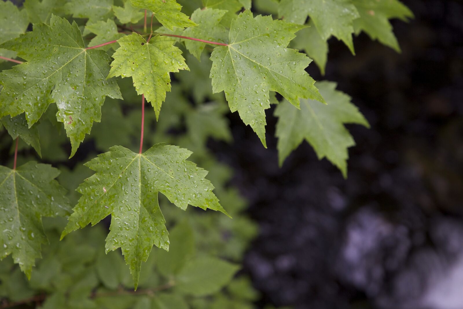 Canon EOS 6D sample photo. Dew drops, water drops photography