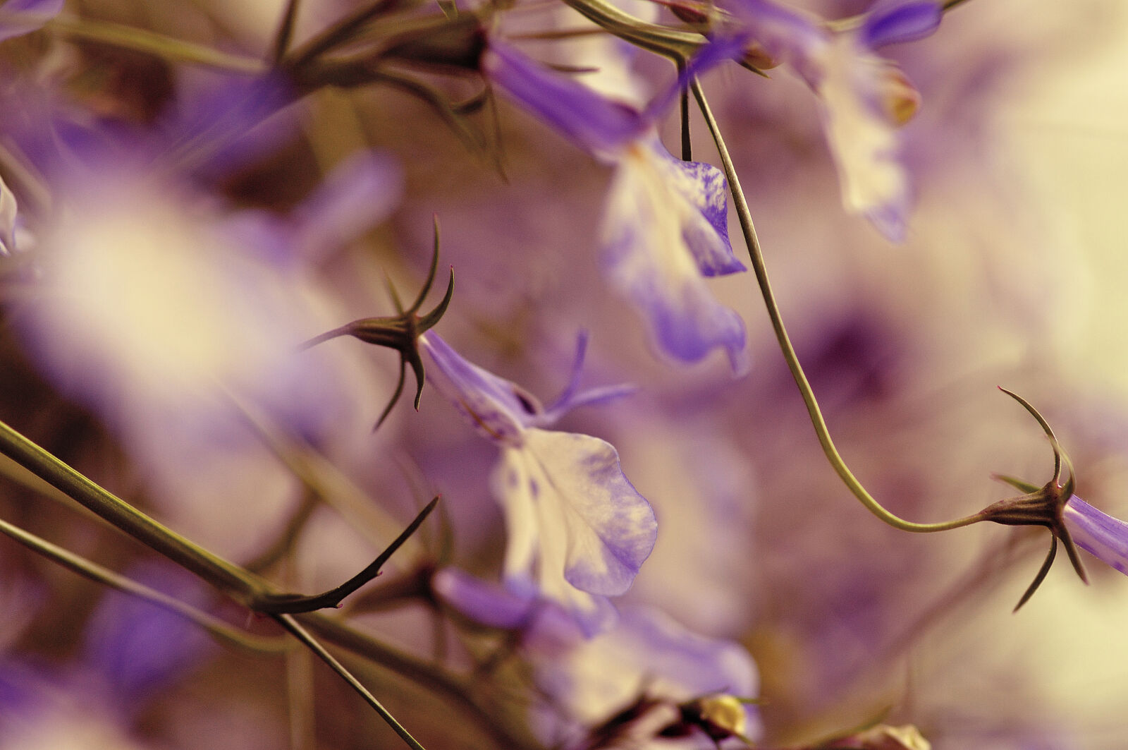 Nikon D5000 sample photo. Flower, macro, vintage photography