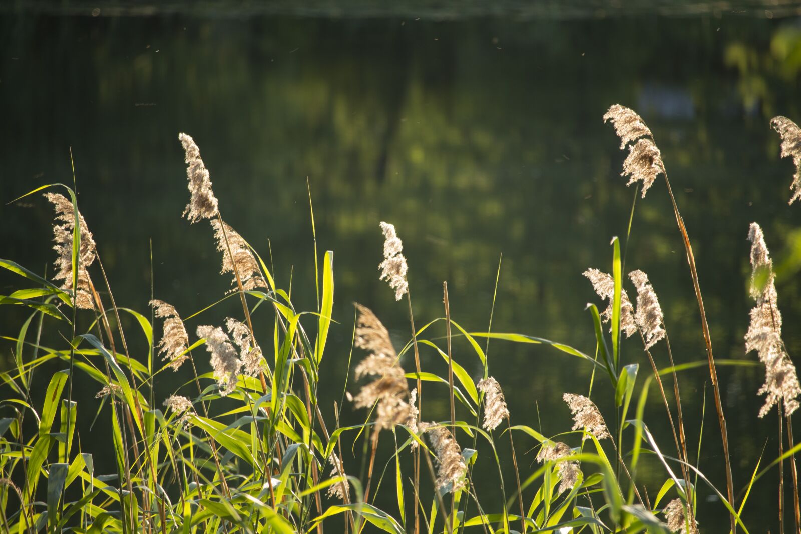Canon EF-S 55-250mm F4-5.6 IS STM sample photo. Reeds, grass, lake photography
