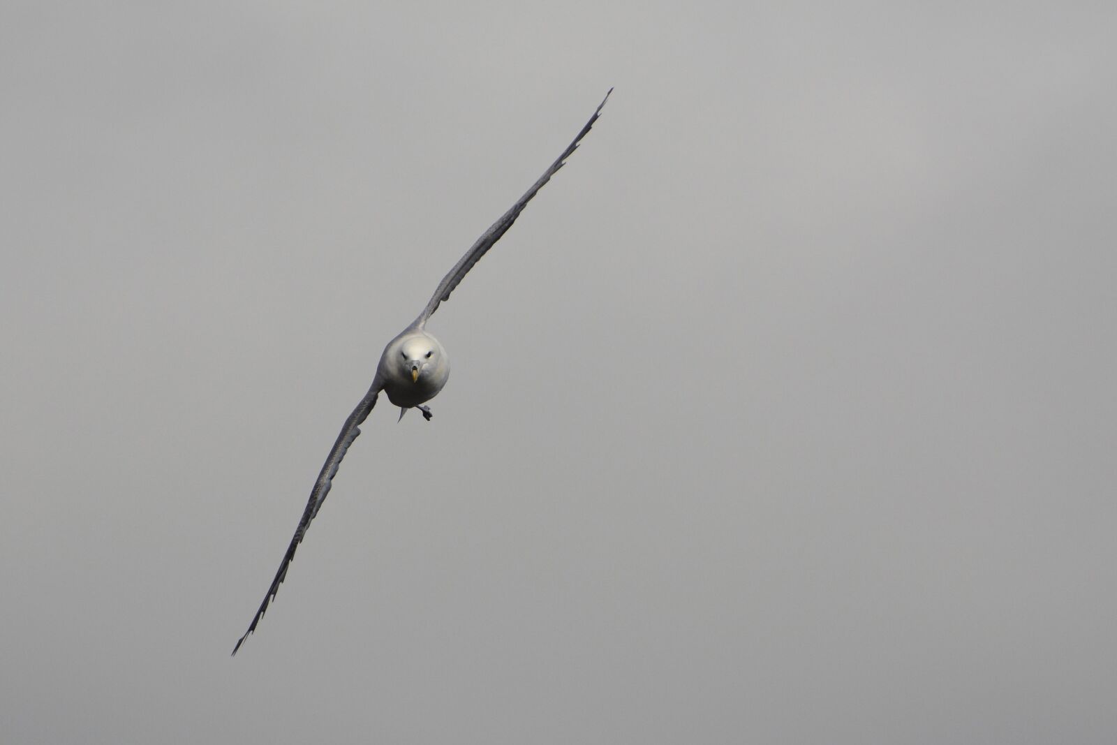 Nikon D7100 sample photo. Seagull, bird, flying photography