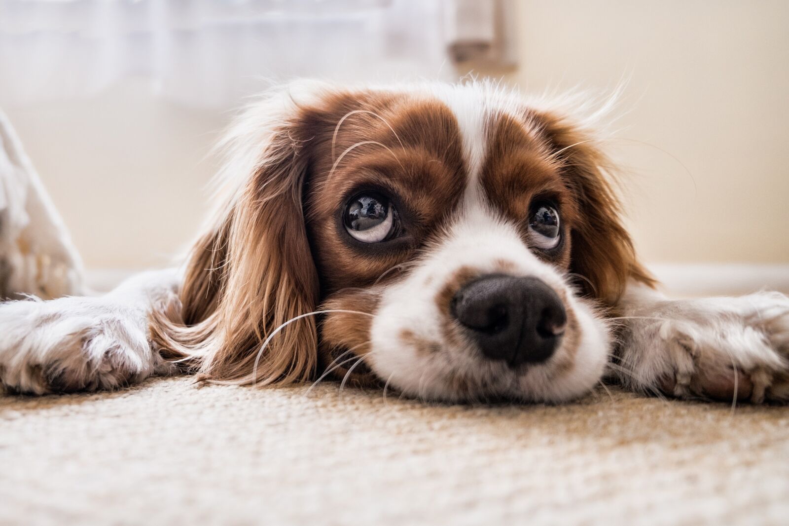 Fujifilm XC 16-50mm F3.5-5.6 OIS II sample photo. Dog, sad, waiting photography