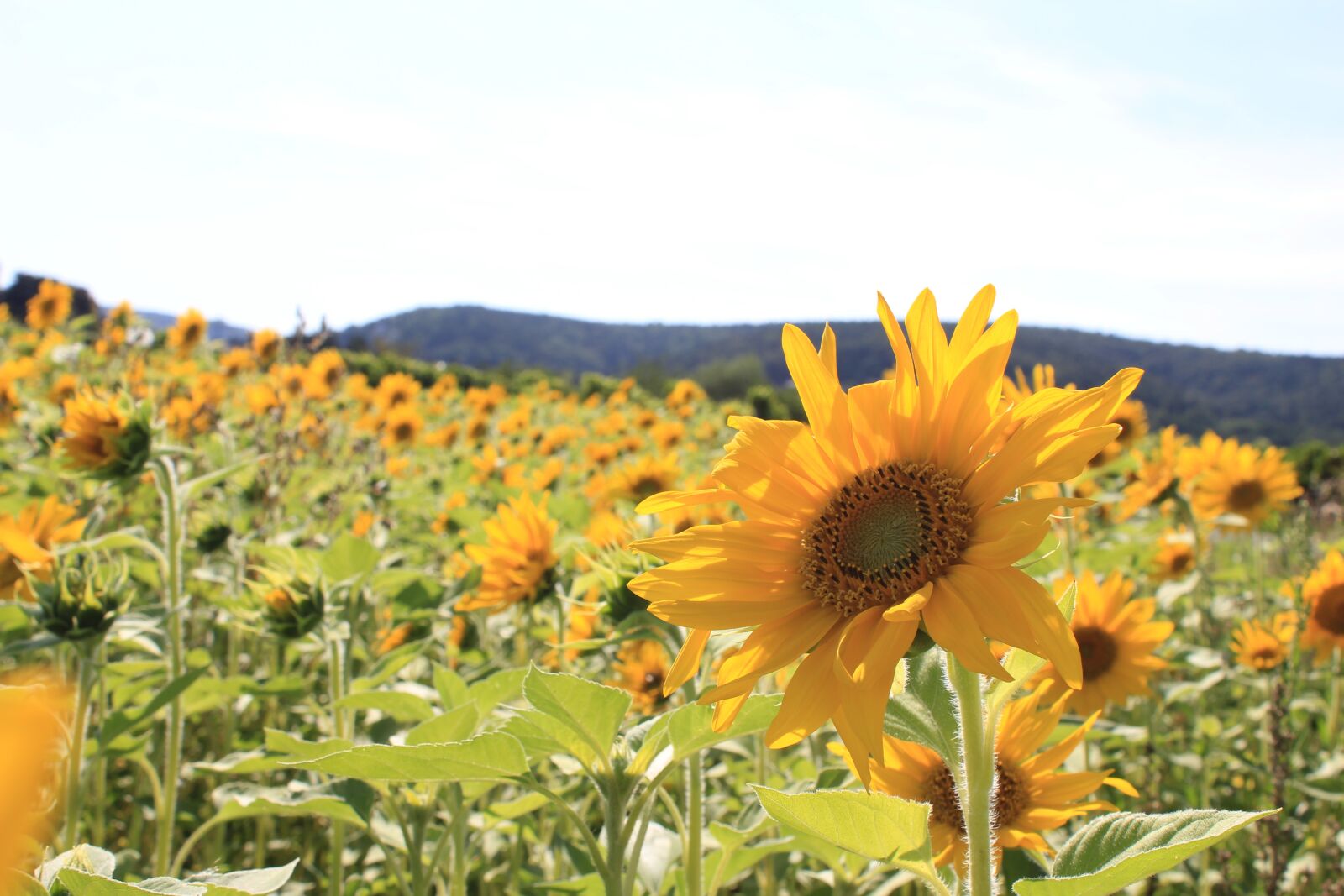 Canon EOS 550D (EOS Rebel T2i / EOS Kiss X4) sample photo. Sunflower, sunflower field, bloom photography