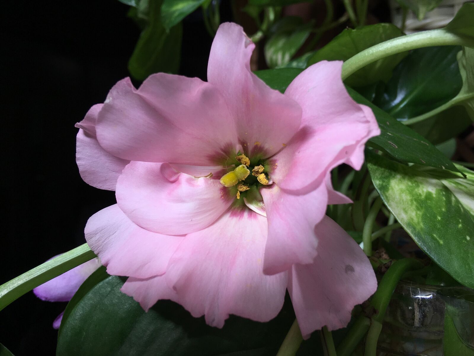 Apple iPhone 6s Plus sample photo. Pink flower, pink petals photography