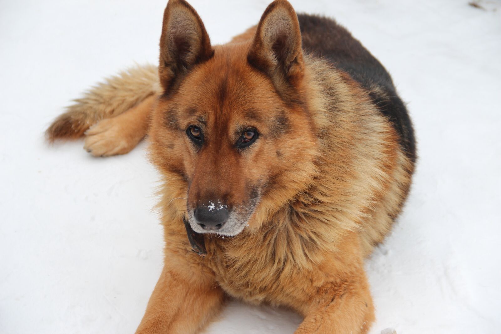 Canon EF-S 18-135mm F3.5-5.6 IS sample photo. Dog, shepherd, german shepherd photography