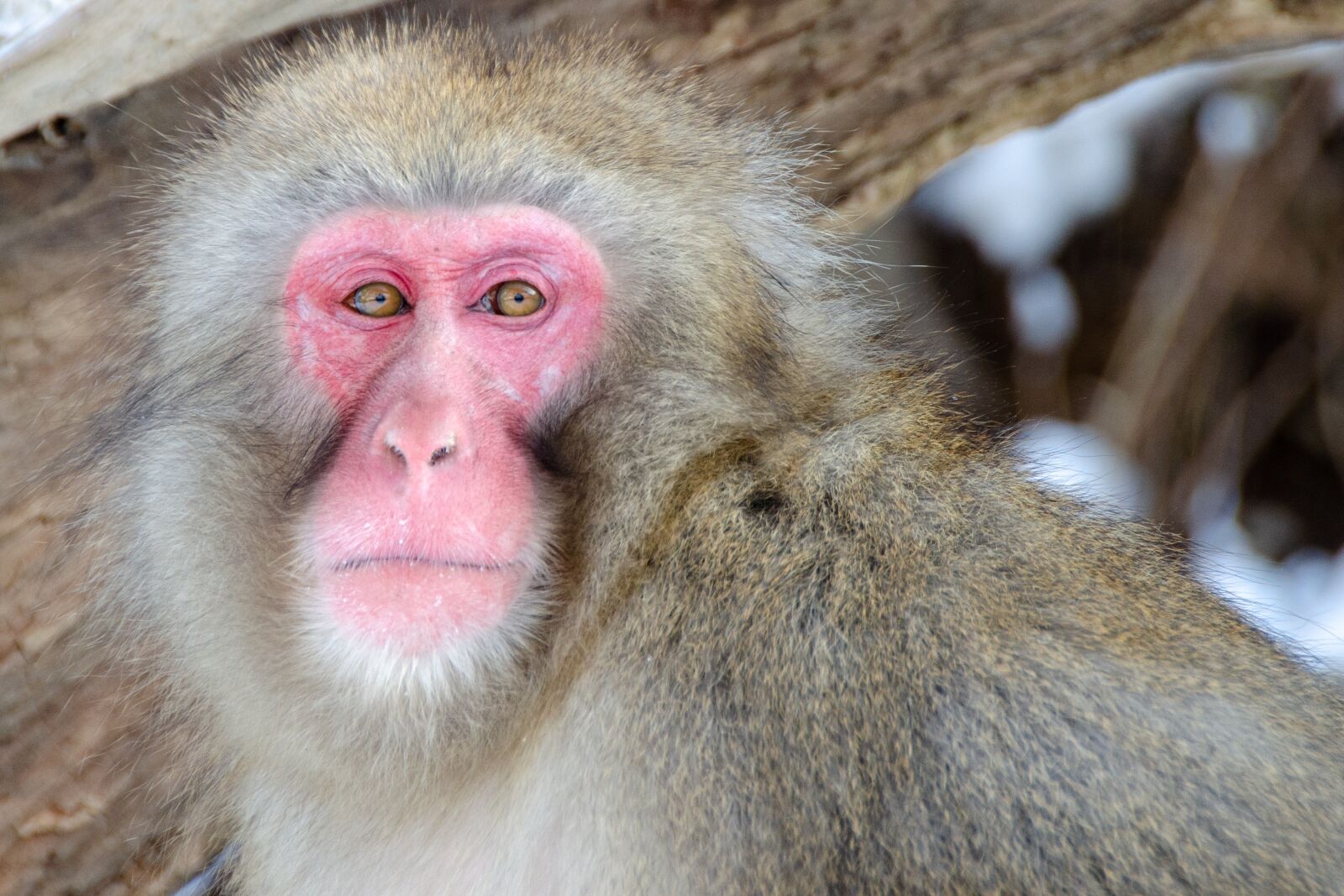 Nikon D5100 sample photo. Snow monkey, japanese macaque photography
