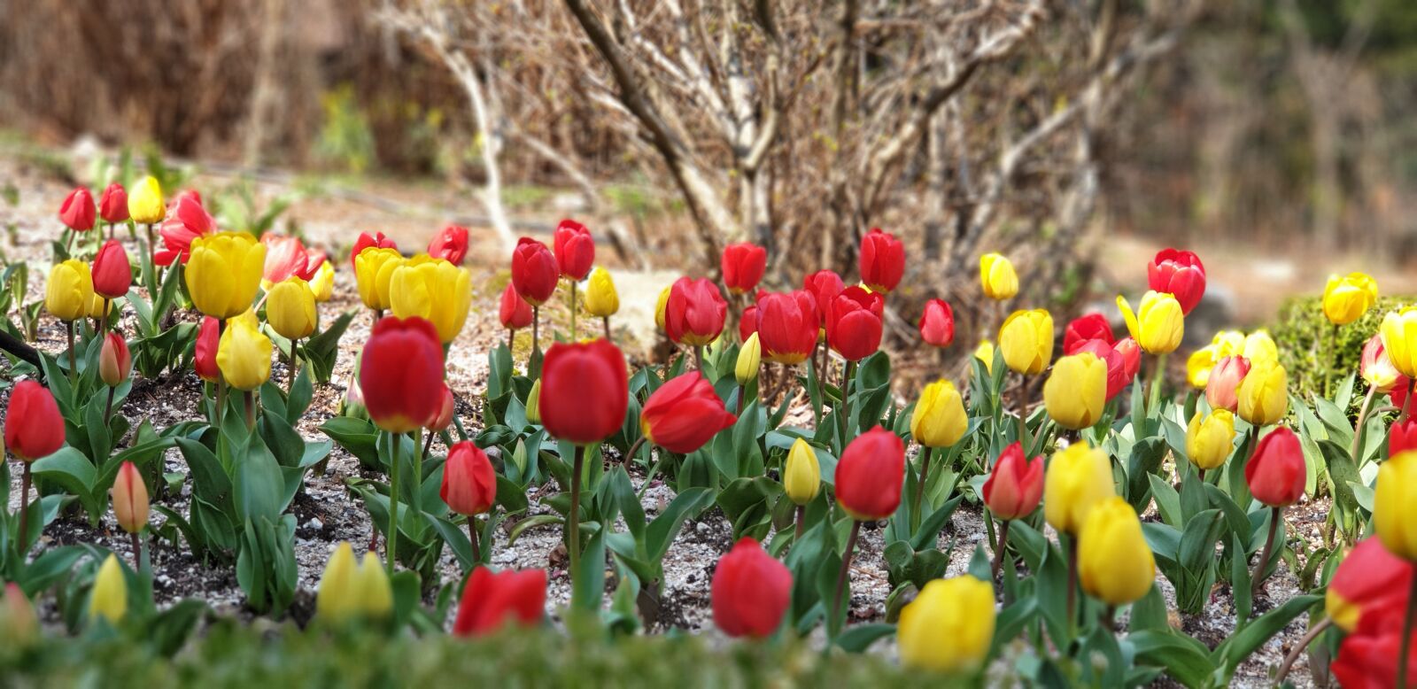 Samsung Galaxy Note9 sample photo. Spring, flowers, nature photography