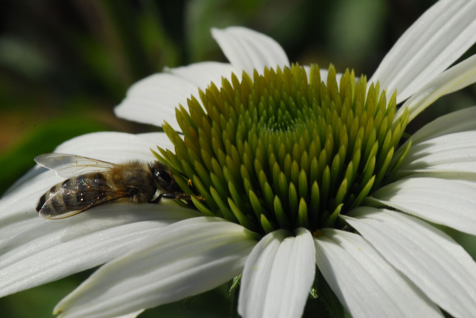 Nikon D200 sample photo. Nature, flower, plant photography