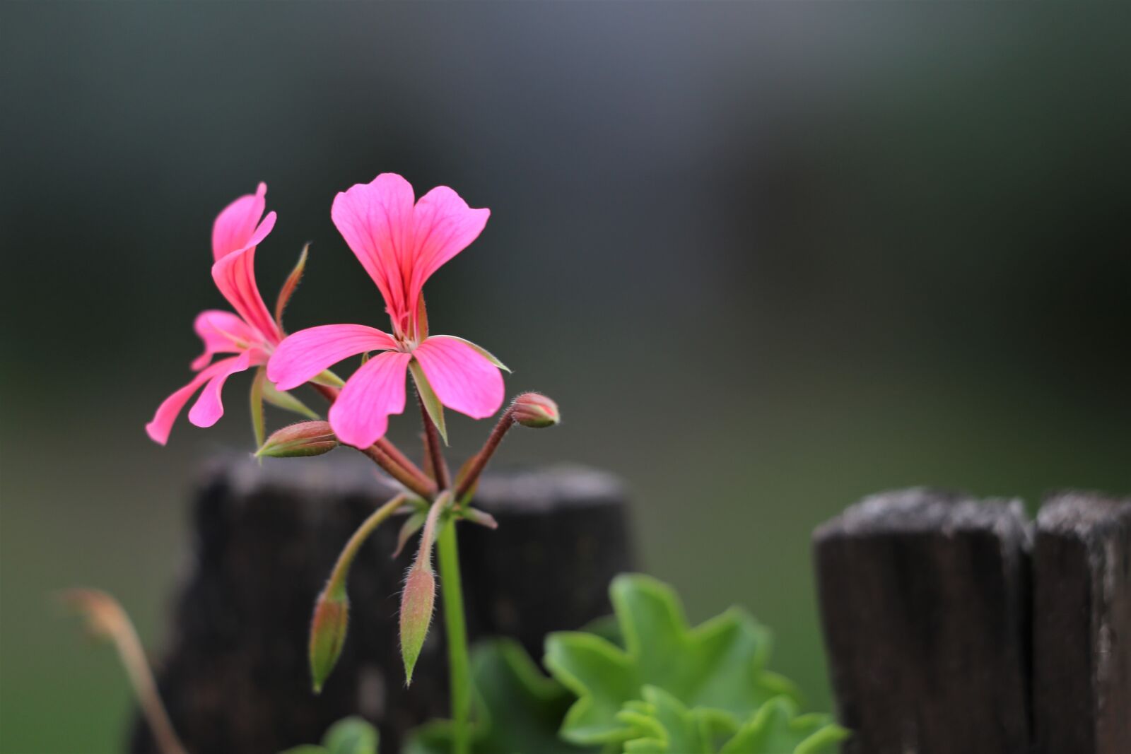 Canon EF 70-300 F4-5.6 IS II USM sample photo. Pink flower, pelargonium, plant photography