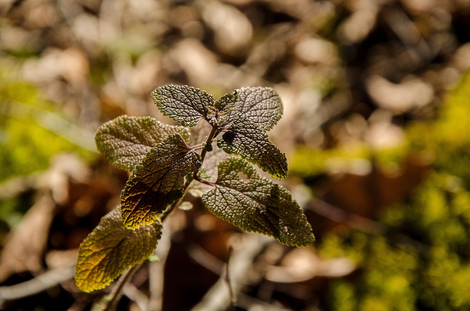 Nikon D5100 sample photo. Macro, flower, pflaze photography