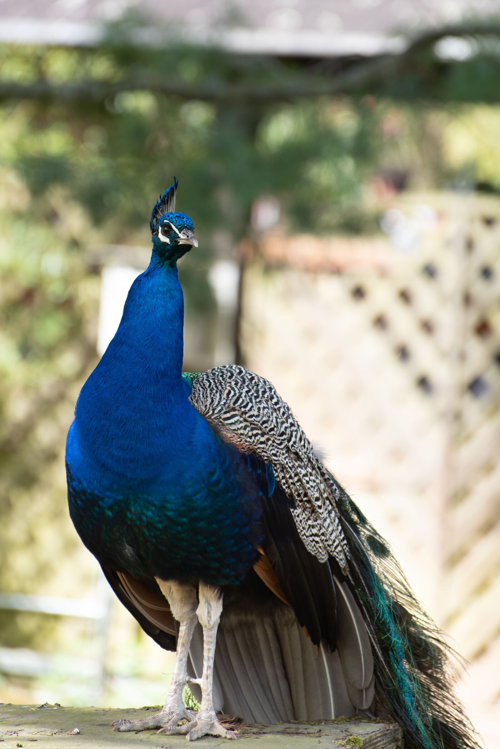Nikon D750 sample photo. Peacock, bird, zoo photography