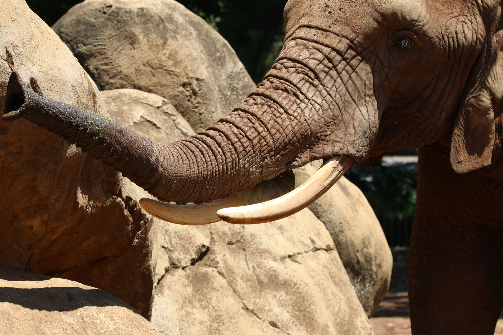 Canon EOS 7D Mark II sample photo. Animal, big, five, ears photography