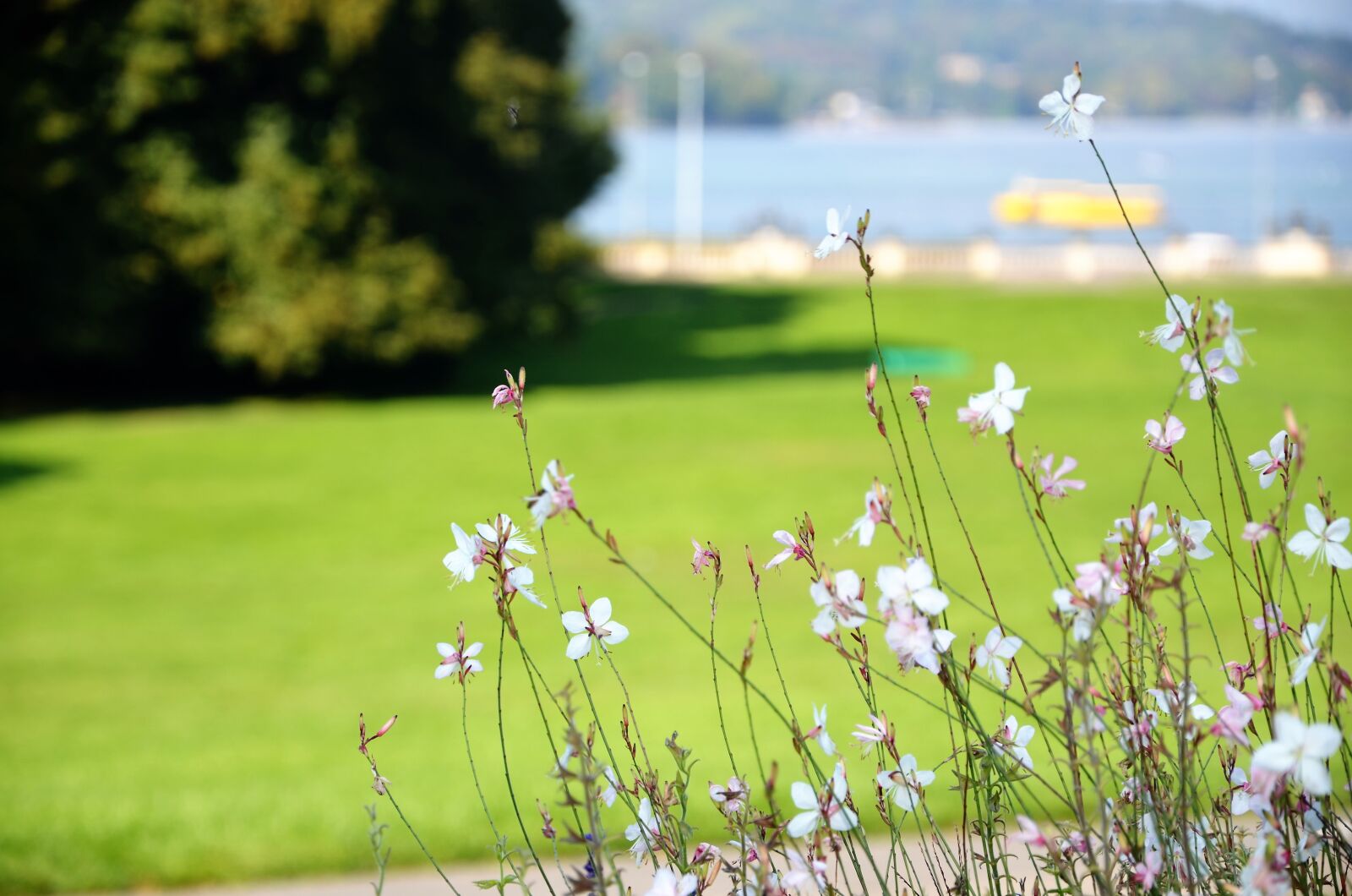 Nikon D7000 sample photo. Beautiful, flowers, green, grass photography