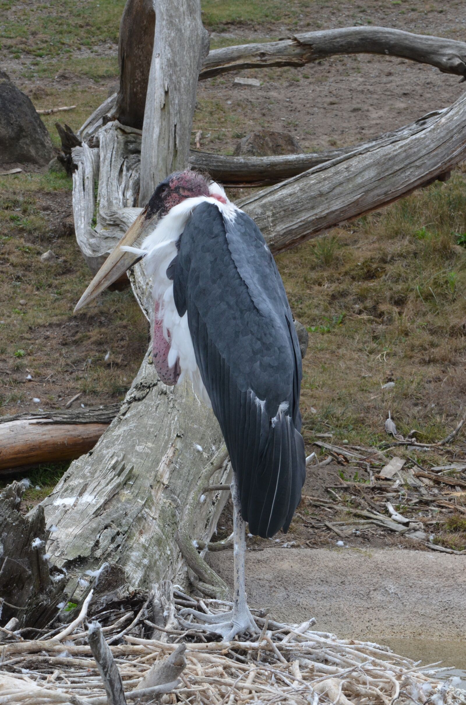 Nikon D7000 sample photo. Bird, feathers, water photography