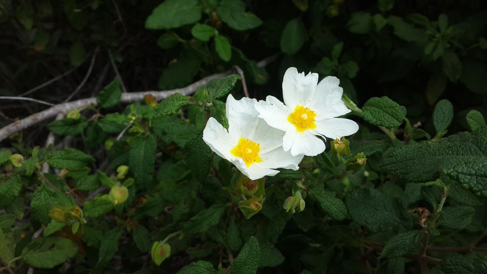 Samsung Galaxy S4 sample photo. Flower, white, blossom photography